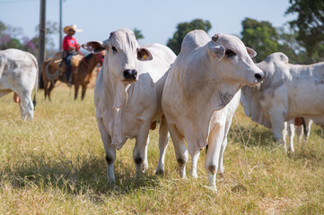 Ícone de FCO Custeio Agropecuário