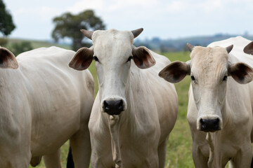 Ícone de Custeio Agropecuário